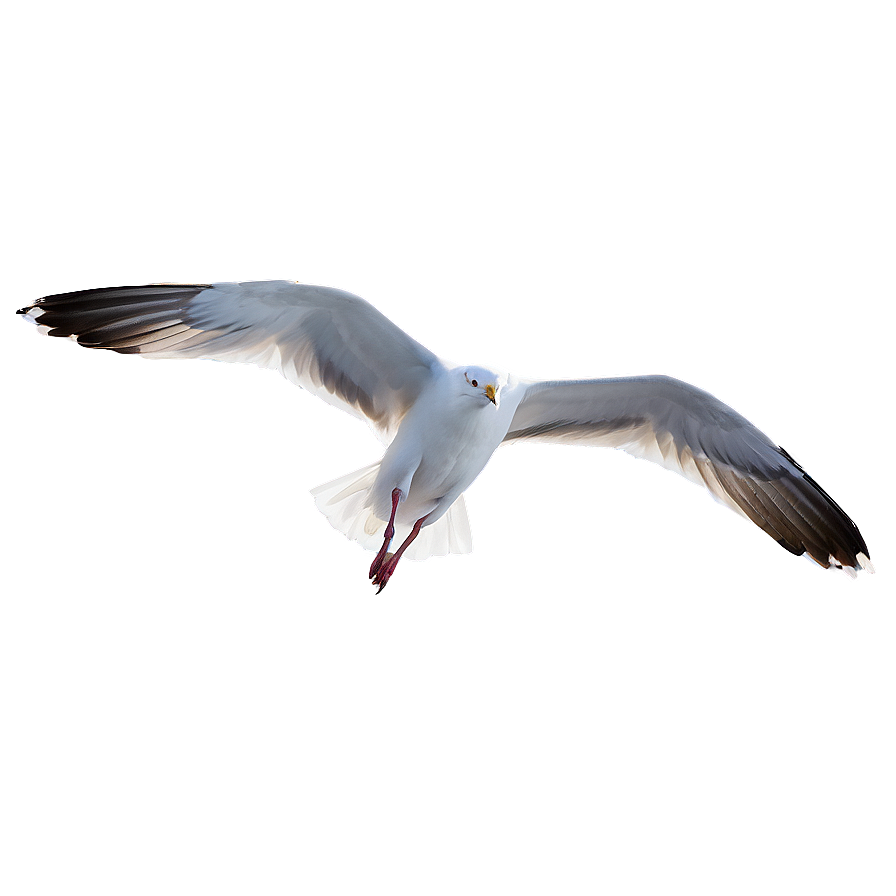 Seagull Flying High Png 05242024 PNG image