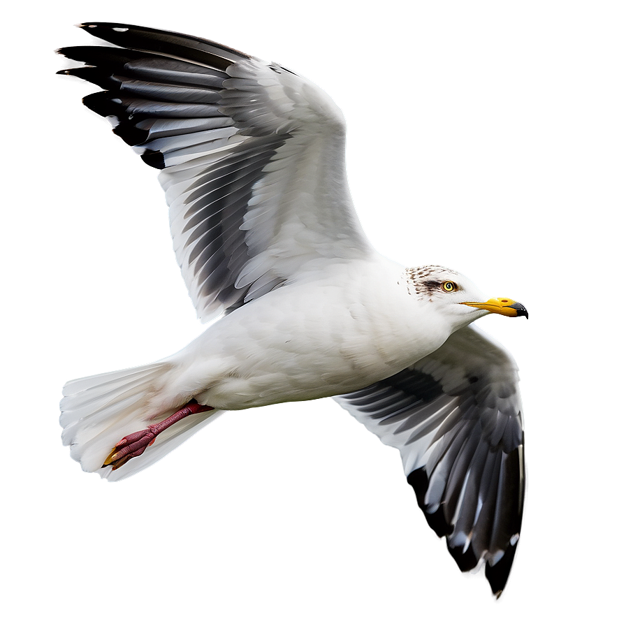 Seagull Flying High Png Tbc70 PNG image