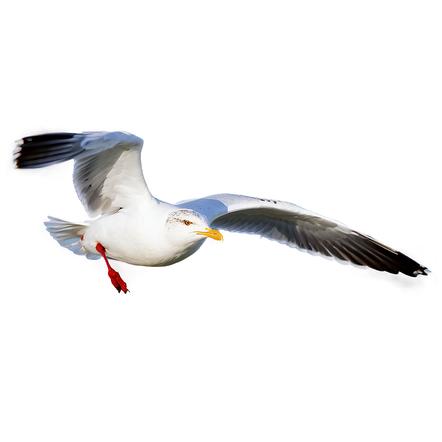 Seagull In Flight Png 50 PNG image