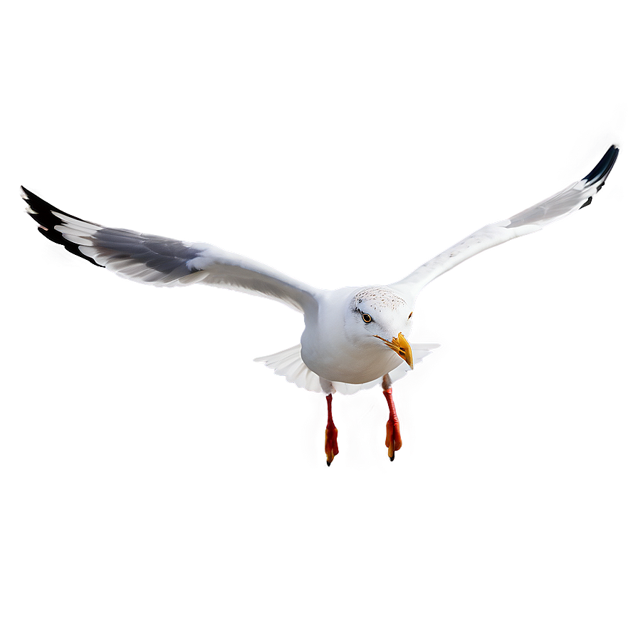 Seagull In Flight Png 64 PNG image
