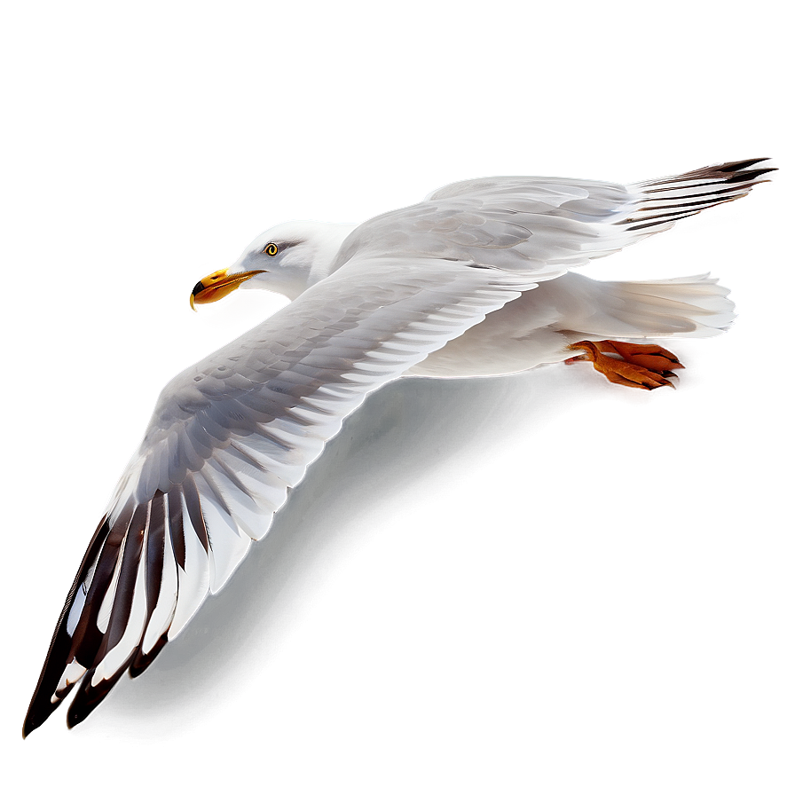 Seagull In Motion Png Pow PNG image