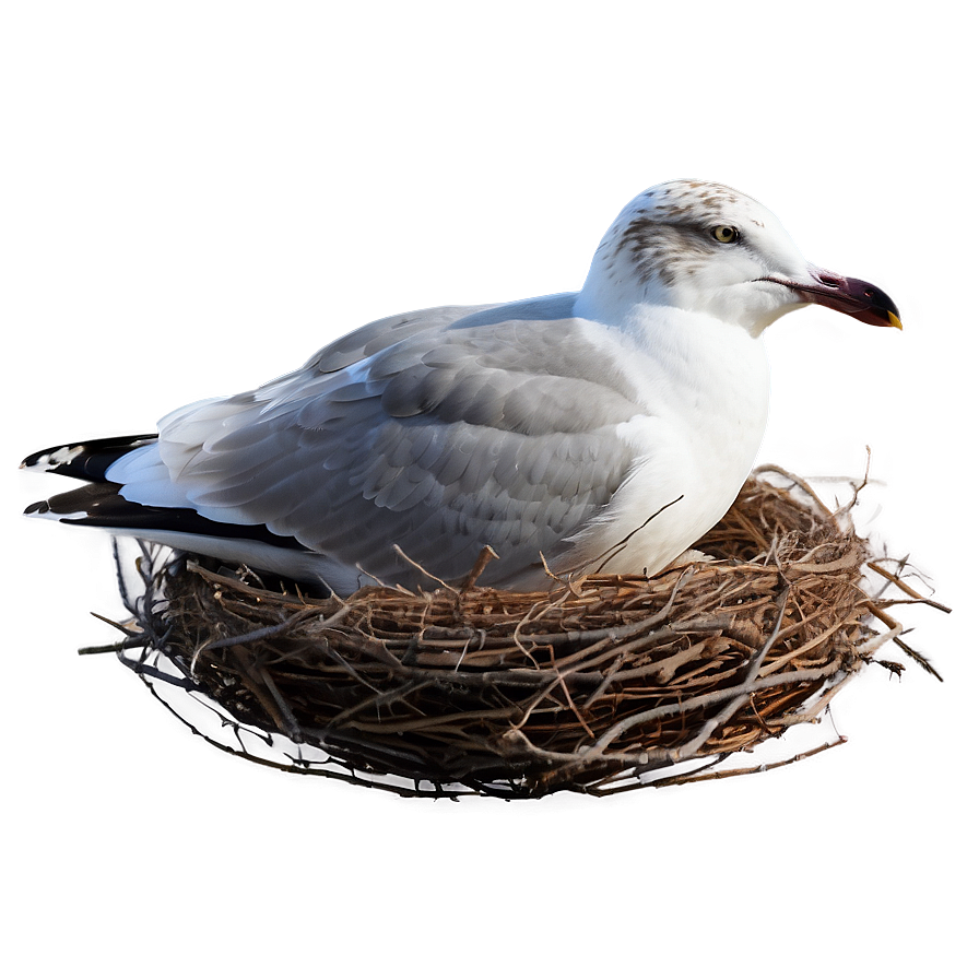 Seagull In Nest Png 42 PNG image