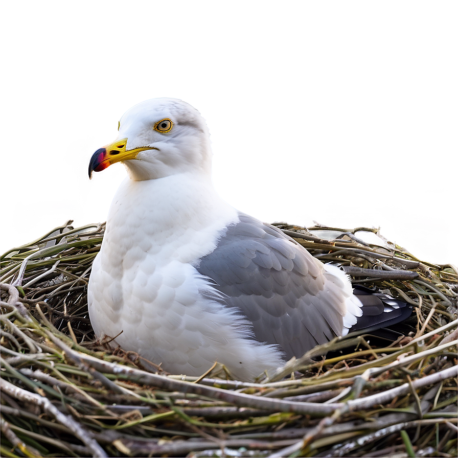 Seagull In Nest Png 46 PNG image