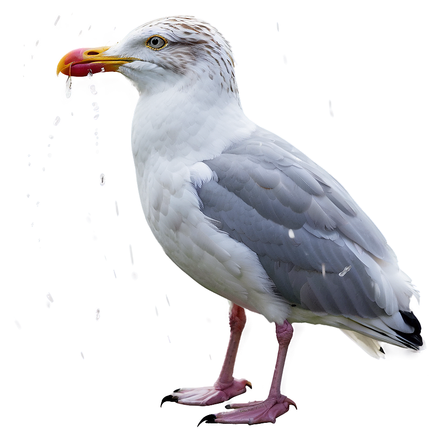 Seagull In Rain Png 05242024 PNG image