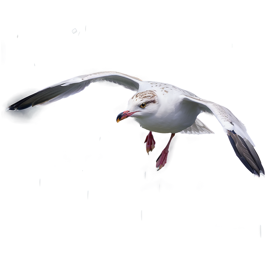 Seagull In Rain Png Rym PNG image