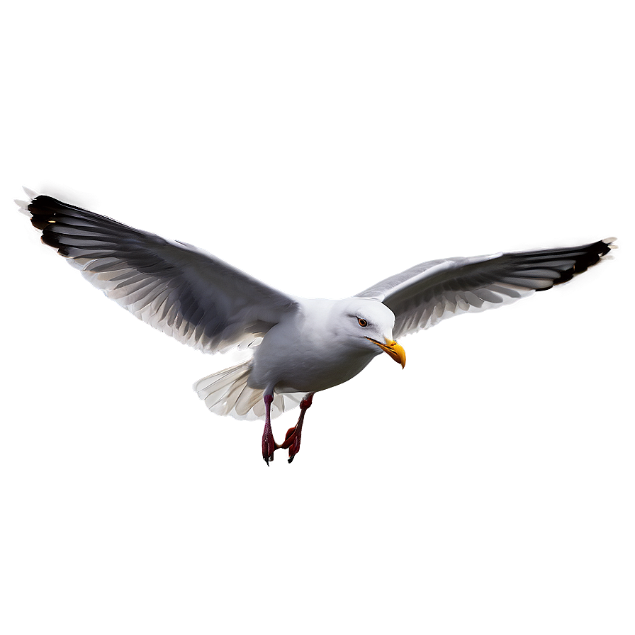Seagull Landing Png 89 PNG image