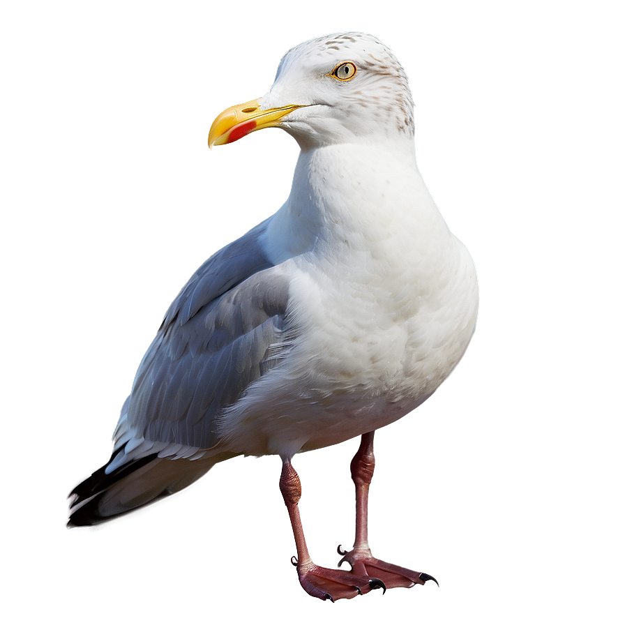 Seagull Looking Png 05242024 PNG image