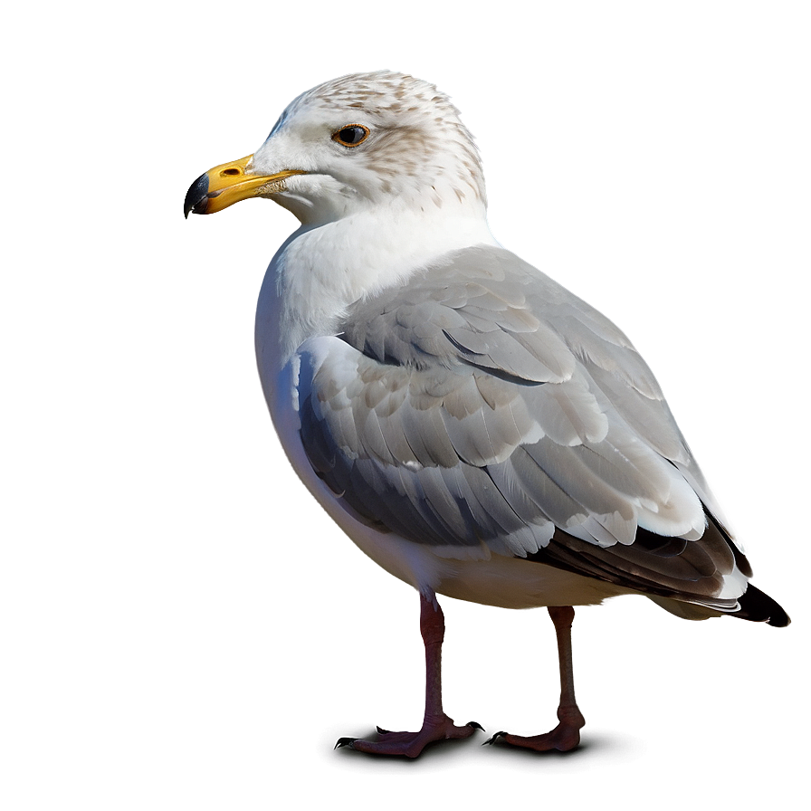 Seagull Looking Png Pgw47 PNG image