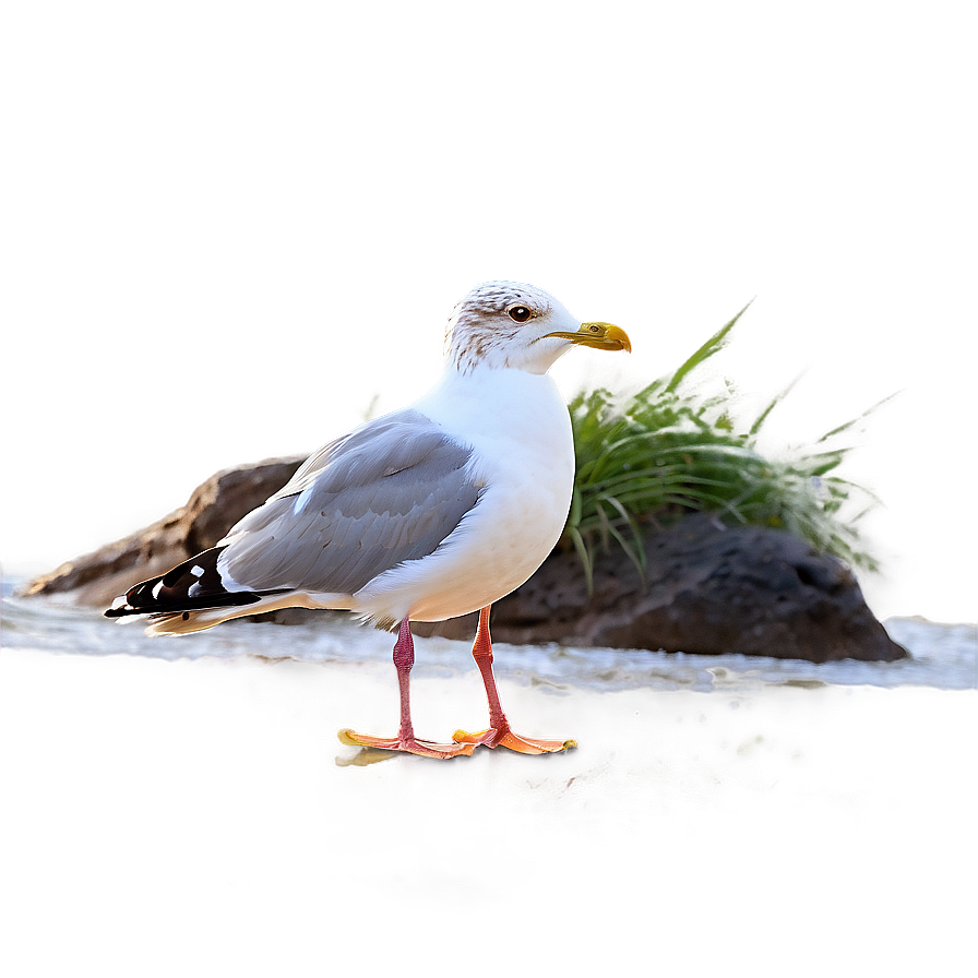 Seagull On Beach Png 05242024 PNG image