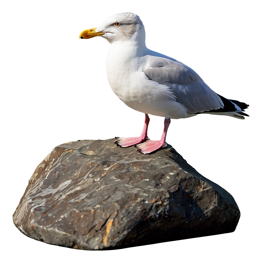 Seagull On Rock Png Fni33 PNG image
