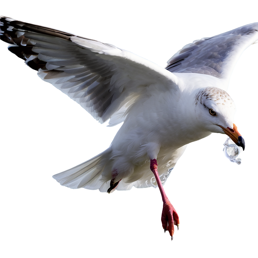 Seagull On Water Png 05242024 PNG image