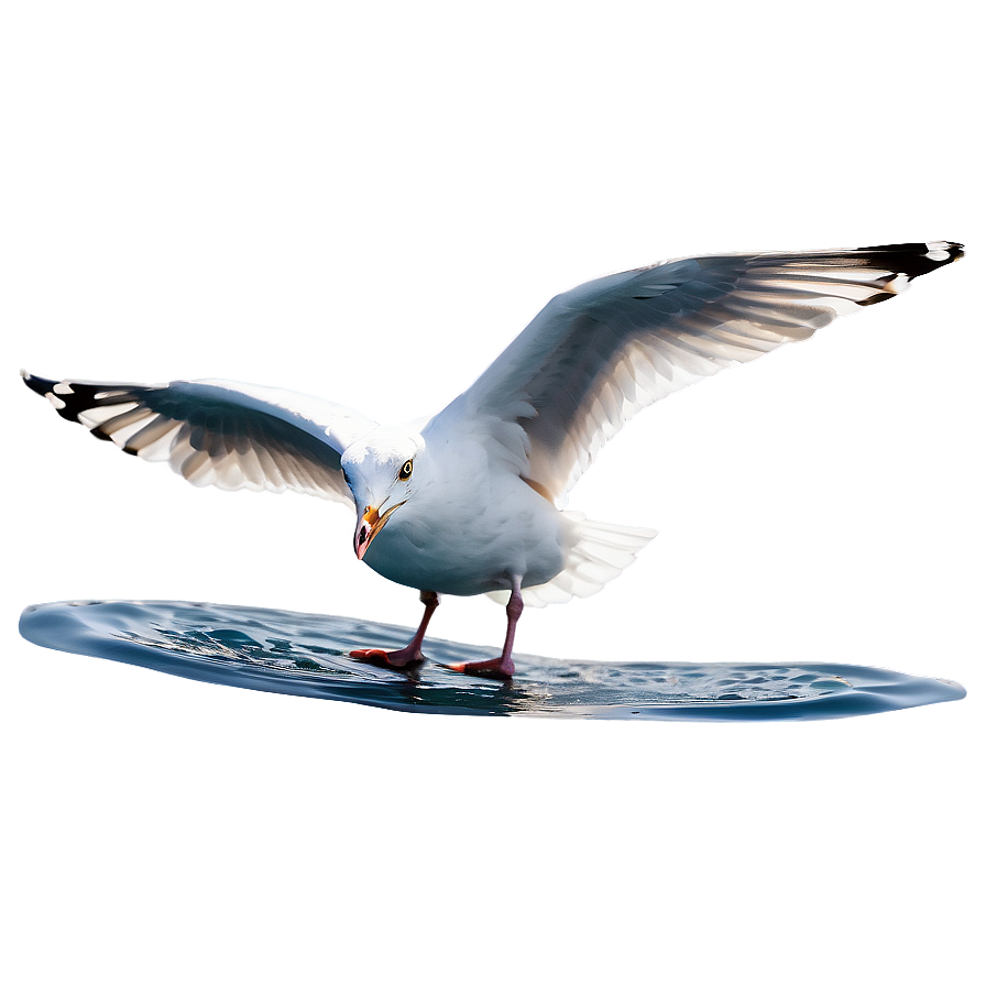 Seagull On Water Png 78 PNG image