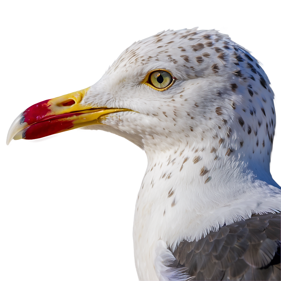 Seagull Portrait Png 43 PNG image