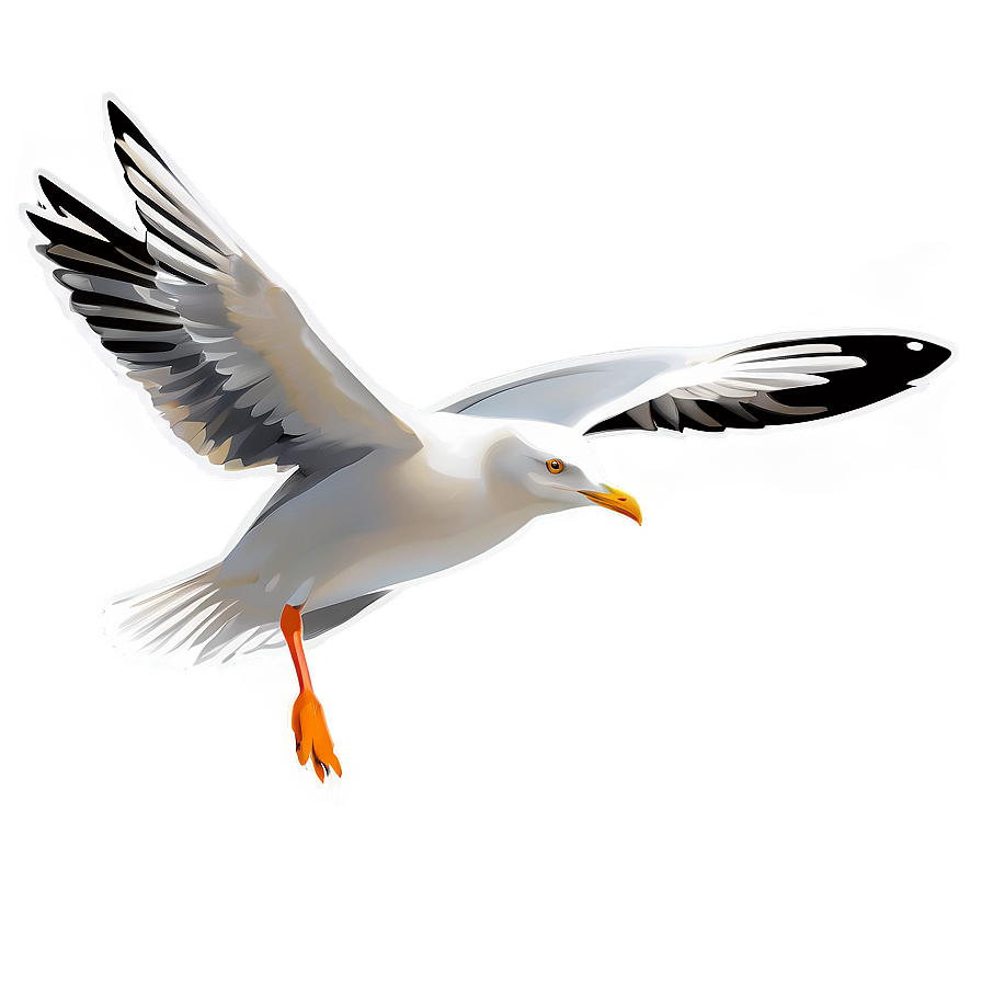 Seagull Vector Png 05242024 PNG image