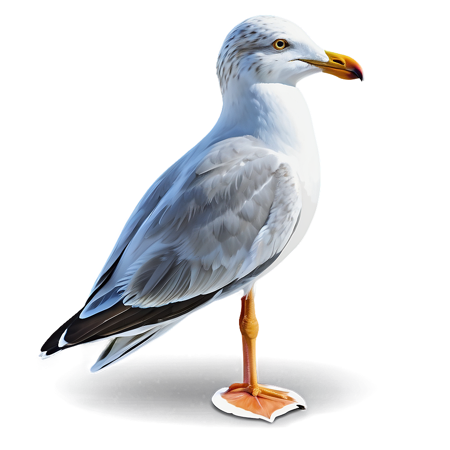 Seagull Vector Png 05242024 PNG image