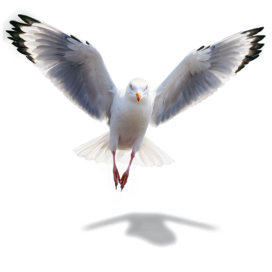 Seagull Wings Spread Png Lrv50 PNG image
