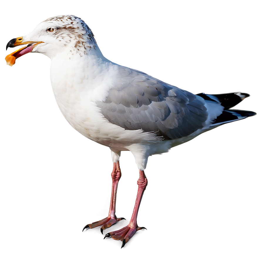 Seagull With Bread Png 05242024 PNG image