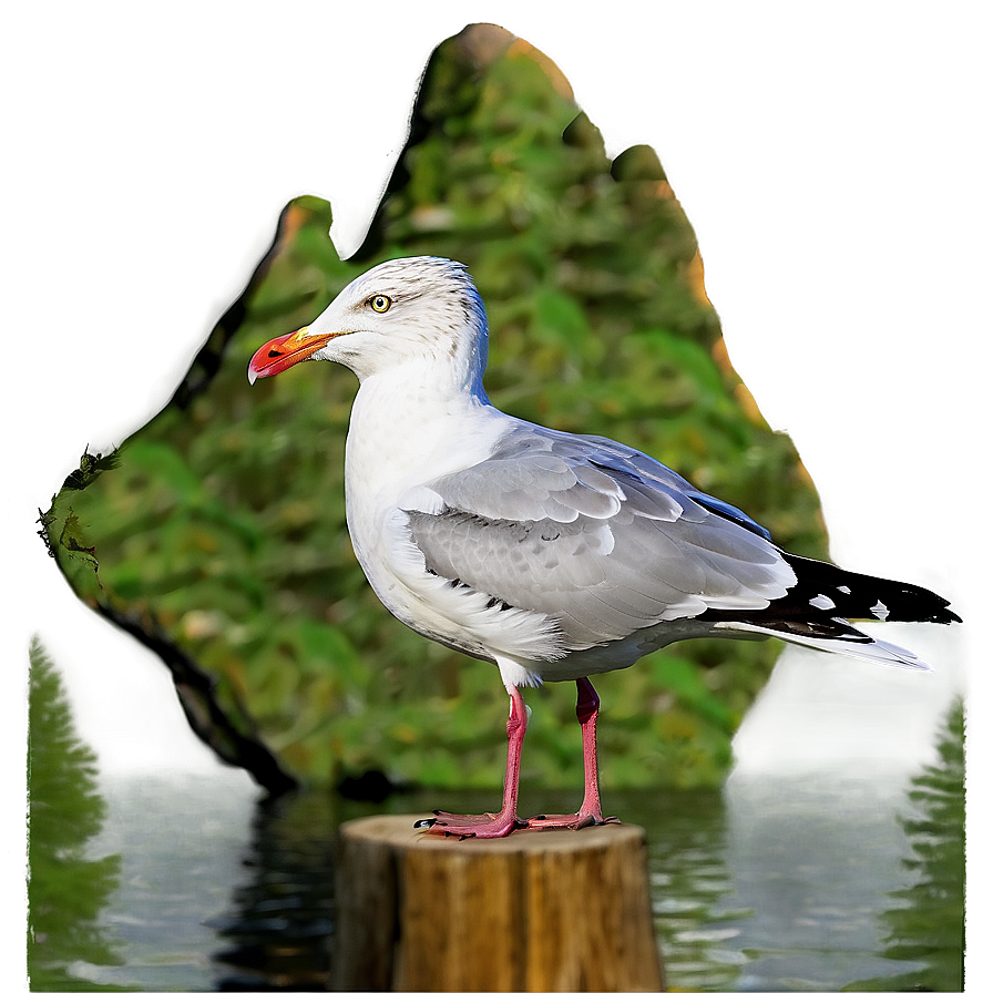 Seagull With Fish Png 05242024 PNG image