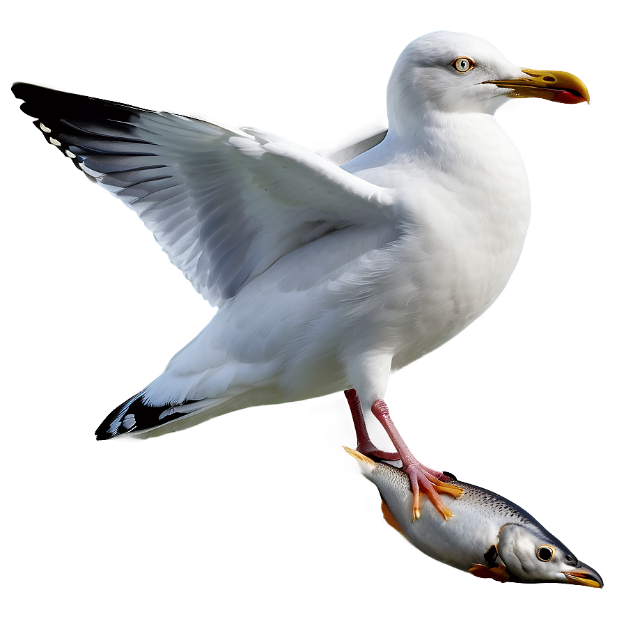 Seagull With Fish Png 5 PNG image