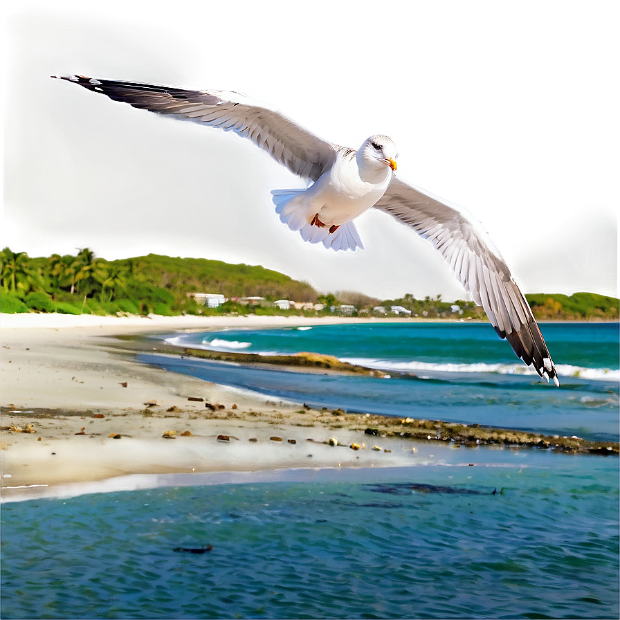 Seagulls Flying Beach Png 05212024 PNG image