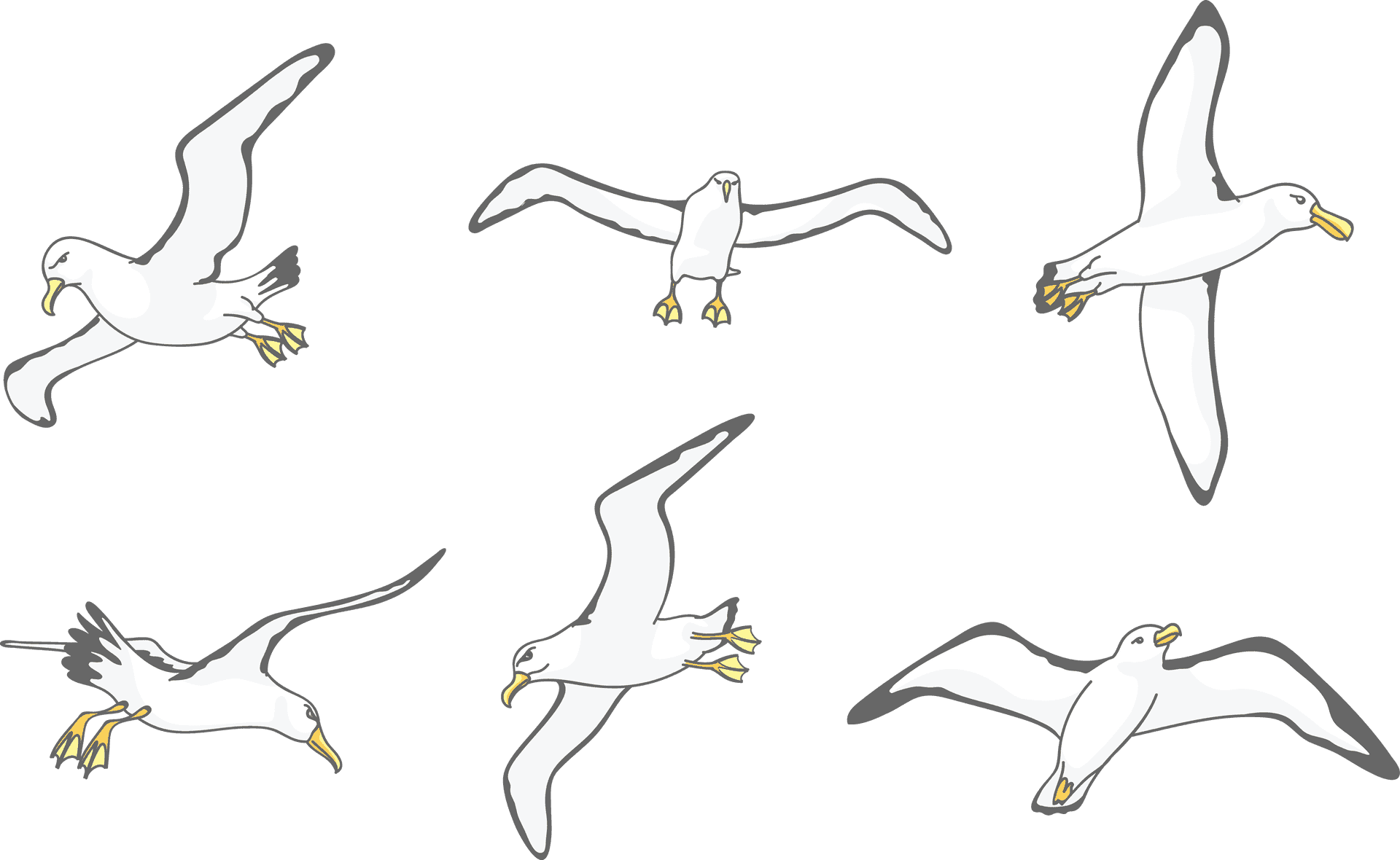 Seagulls_ Gliding_ Across_ Sky PNG image