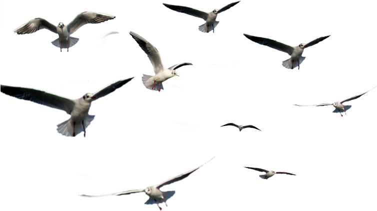 Seagullsin Flight PNG image