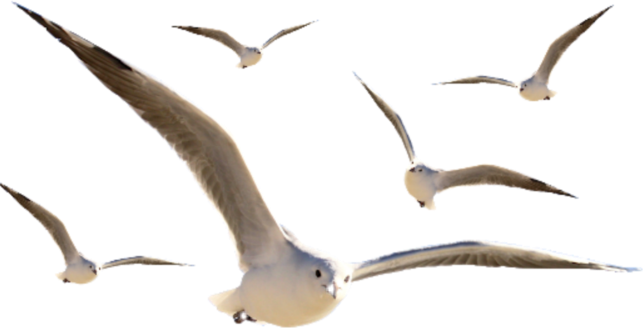 Seagullsin Flight Formation PNG image