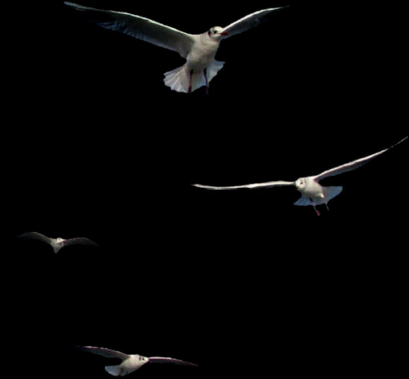 Seagullsin Flight Night Sky PNG image