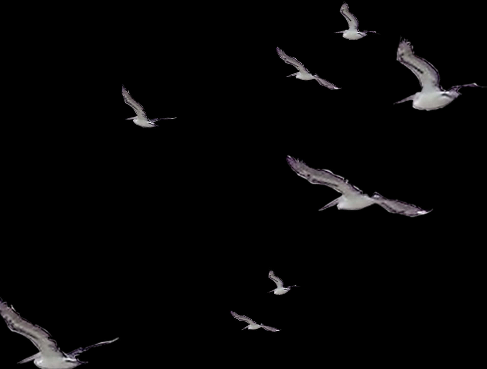 Seagullsin Flight Night Sky PNG image