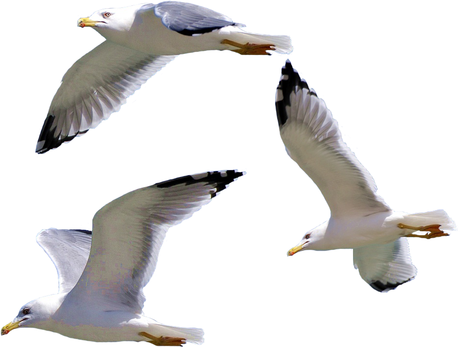 Seagullsin Flight Transparent Background PNG image