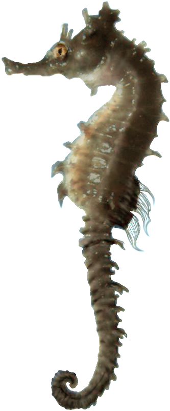 Seahorse Profile Isolated.png PNG image