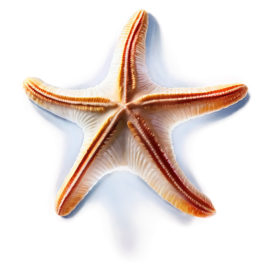 Seashell And Starfish Png 05242024 PNG image