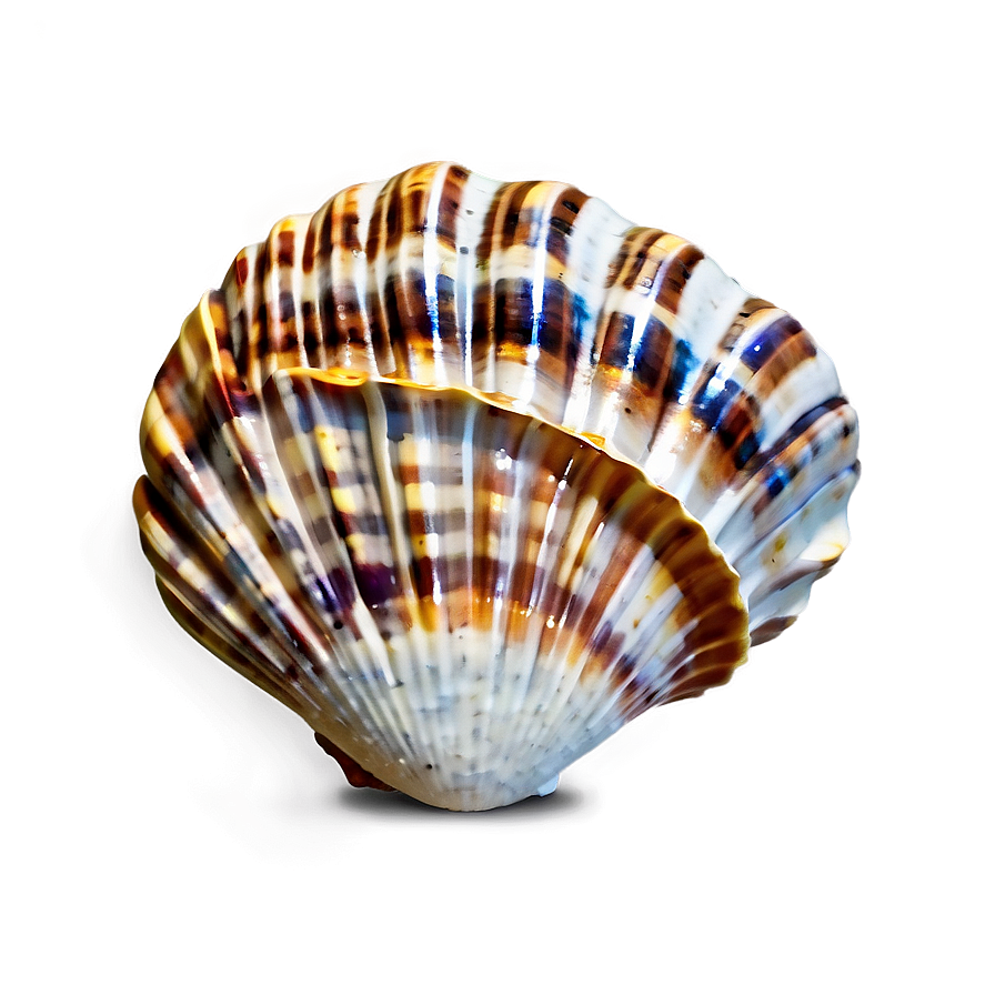 Seashell Background Clipart Png Ksw60 PNG image