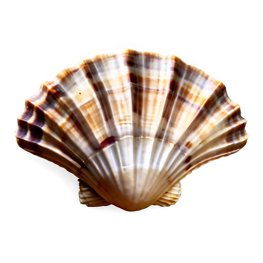 Seashell Background Clipart Png Uau35 PNG image