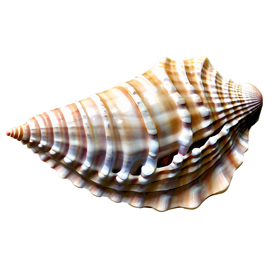 Seashell Dream Png 06132024 PNG image