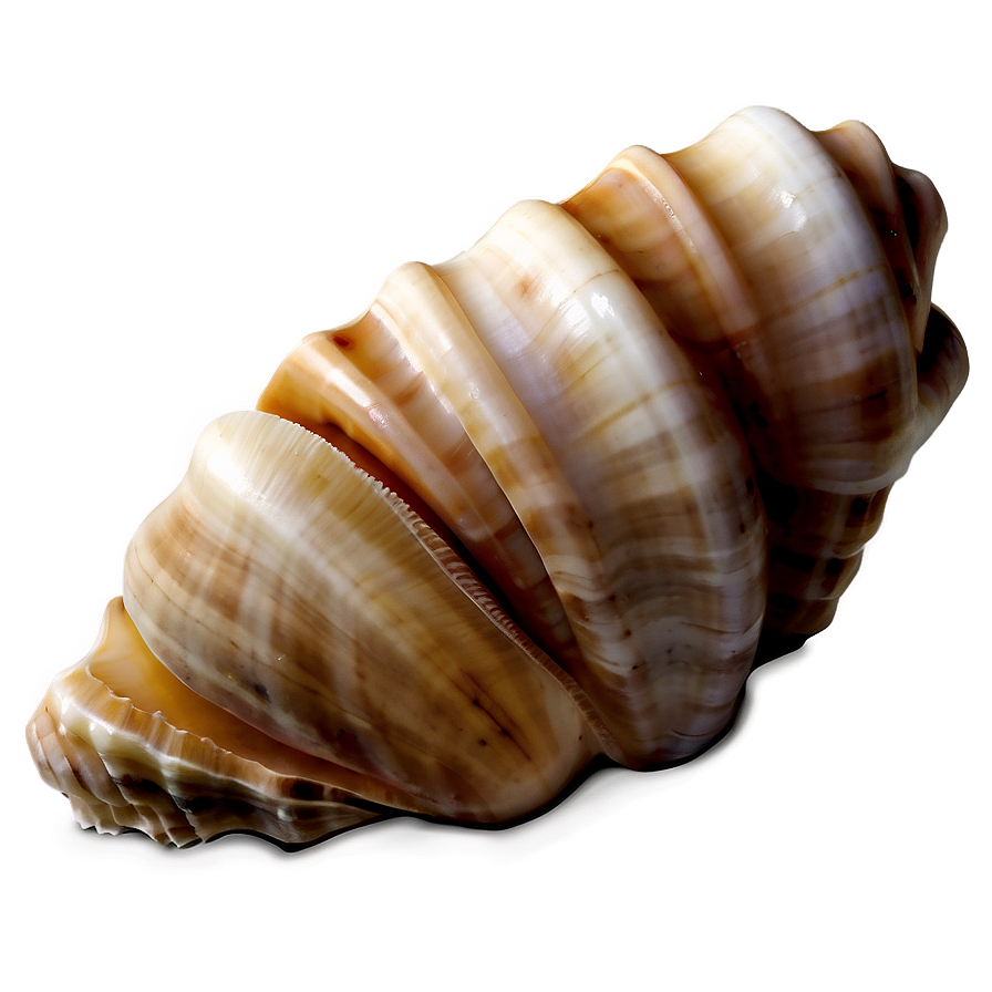 Seashell Harmony Png Bxm15 PNG image