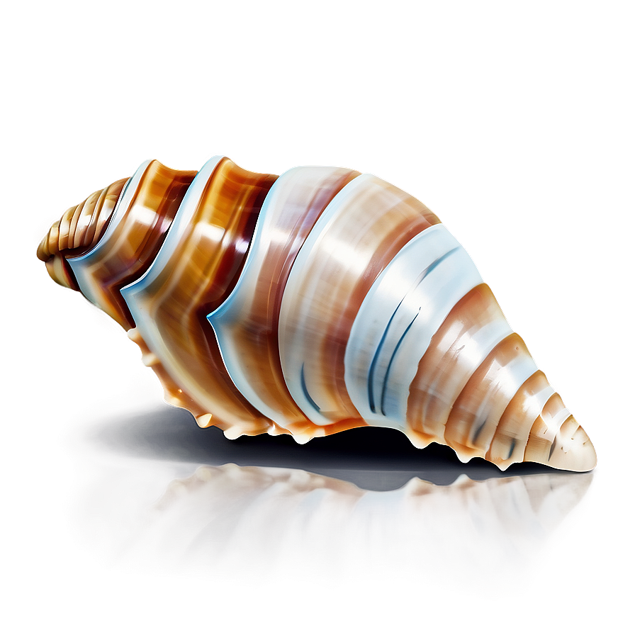 Seashell Icon Clipart Png Nxf PNG image