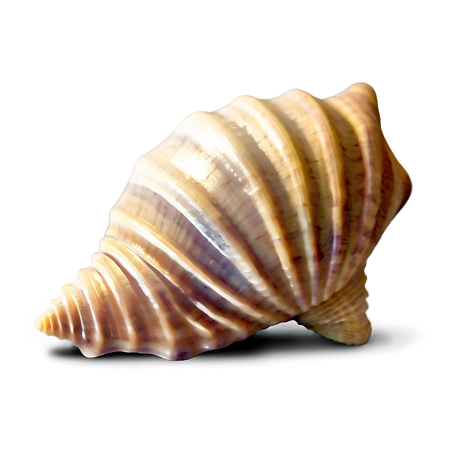 Seashell Icons Png 78 PNG image