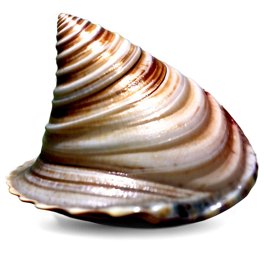 Seashell Meditation Theme Png 63 PNG image