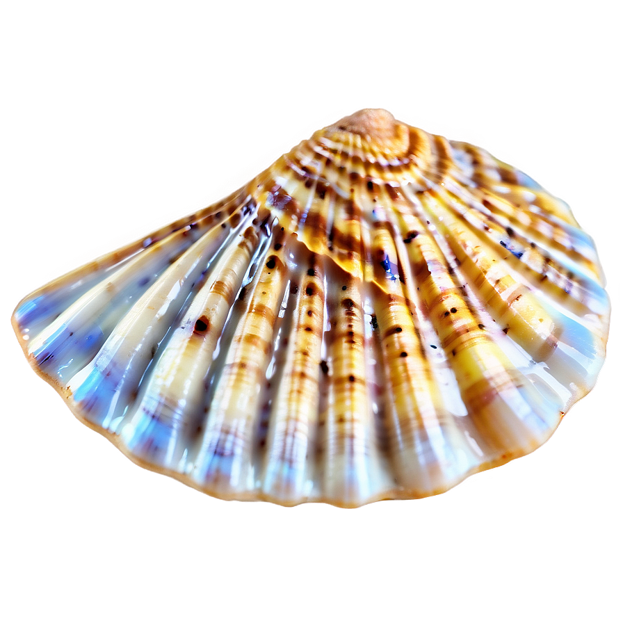 Seashell On Beach Sand Png 51 PNG image