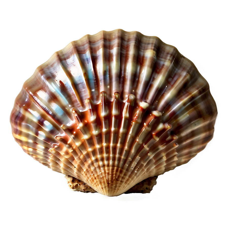 Seashell Paradise Png Udg PNG image