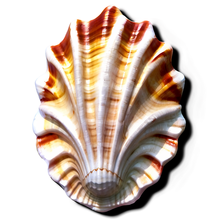 Seashell Patterns Png 45 PNG image