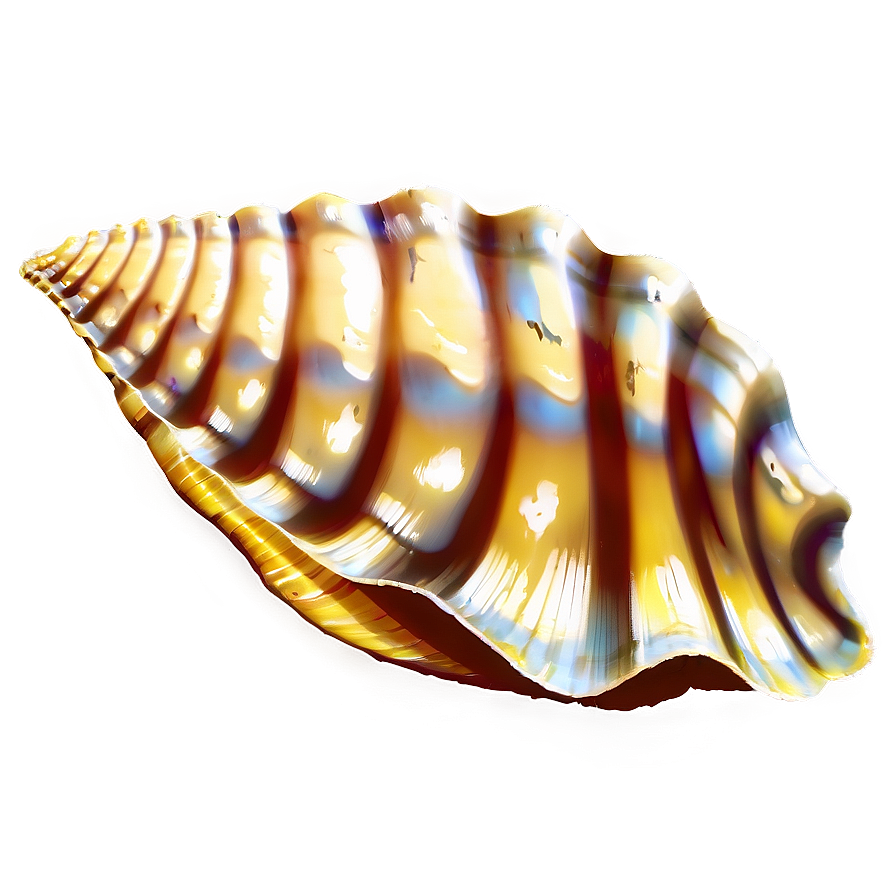 Seashell Silhouette Png Hdc95 PNG image
