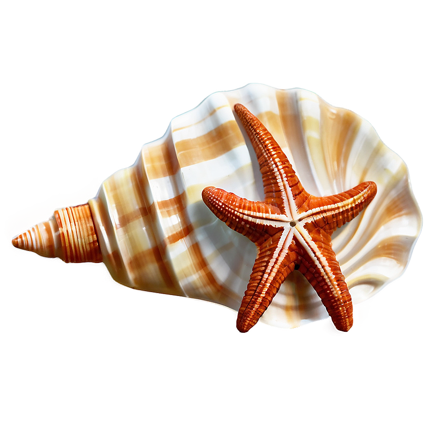 Seashell Souvenir Picture Png 25 PNG image