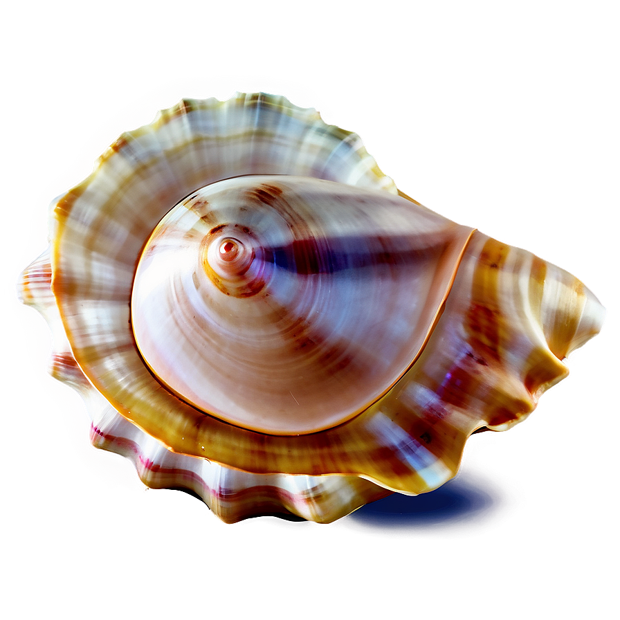 Seashell Transparent Background Png 05242024 PNG image