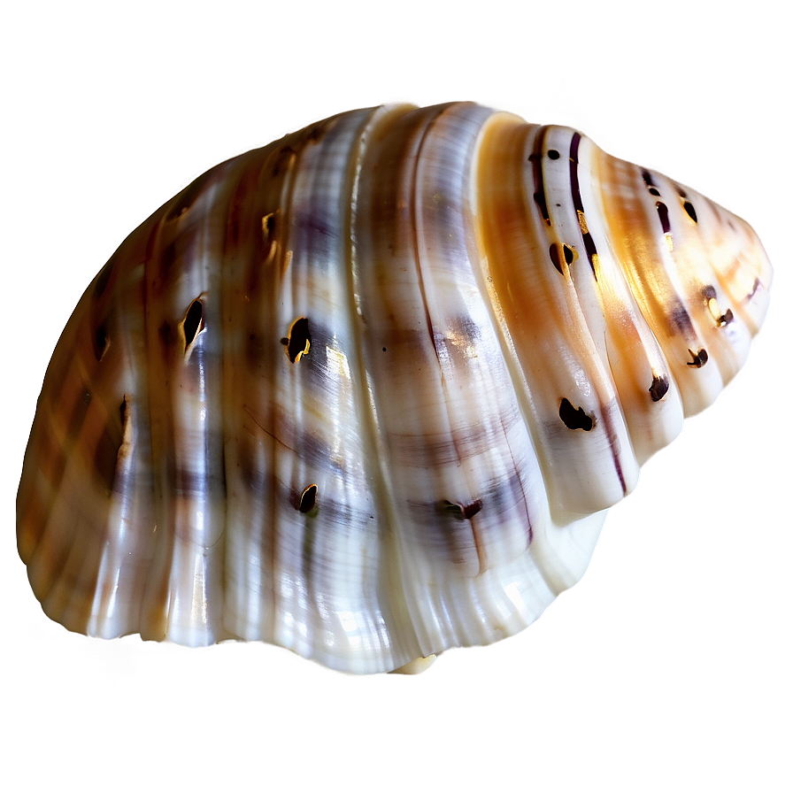 Seashell Transparent Background Png Imv PNG image