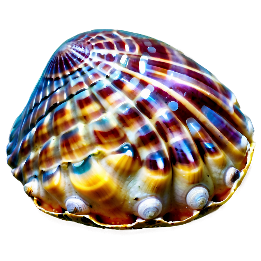 Seashell Underwater Picture Png Wbw PNG image