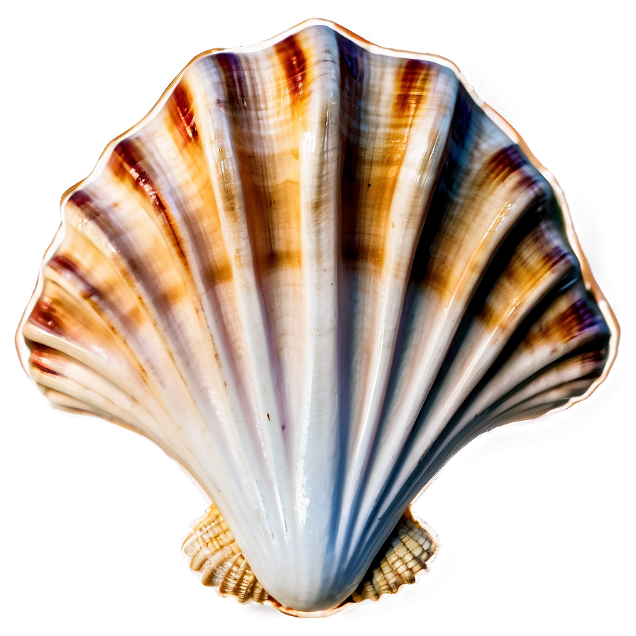 Seashell With Rope Border Png Cqq96 PNG image