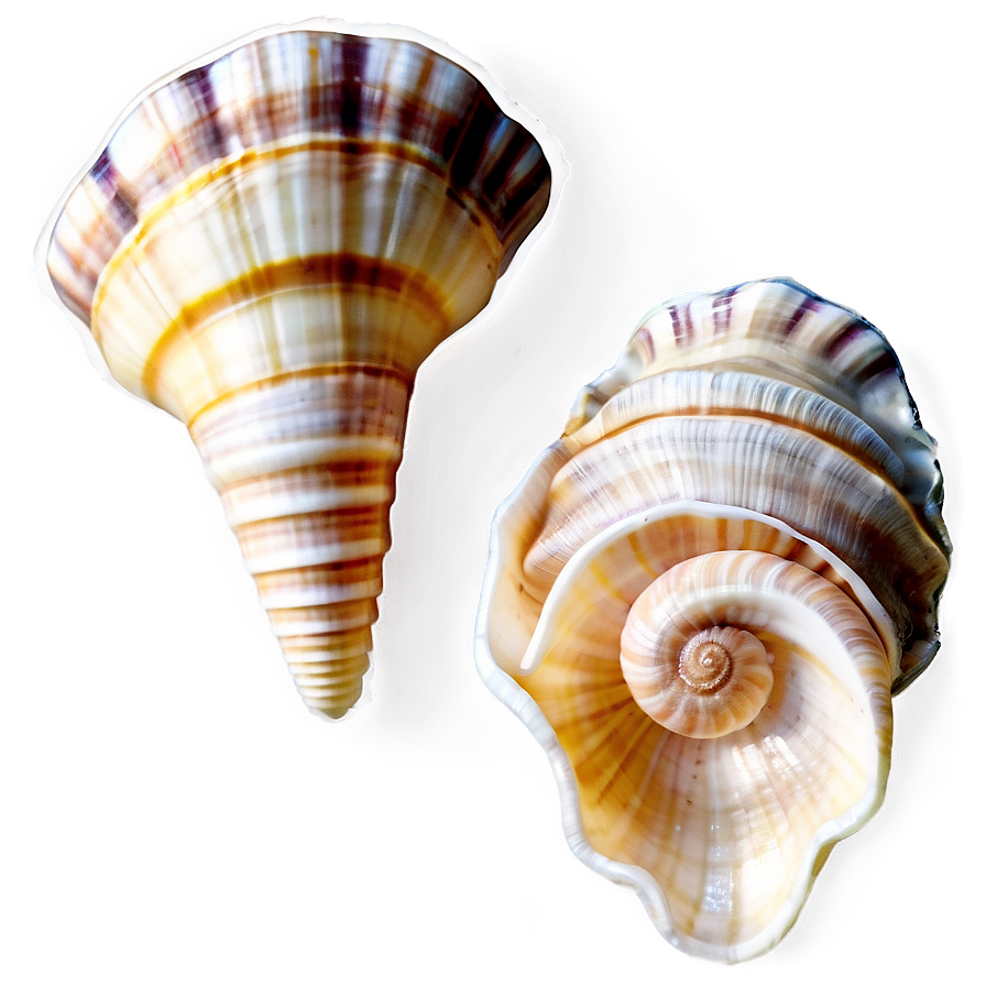 Seashells A PNG image