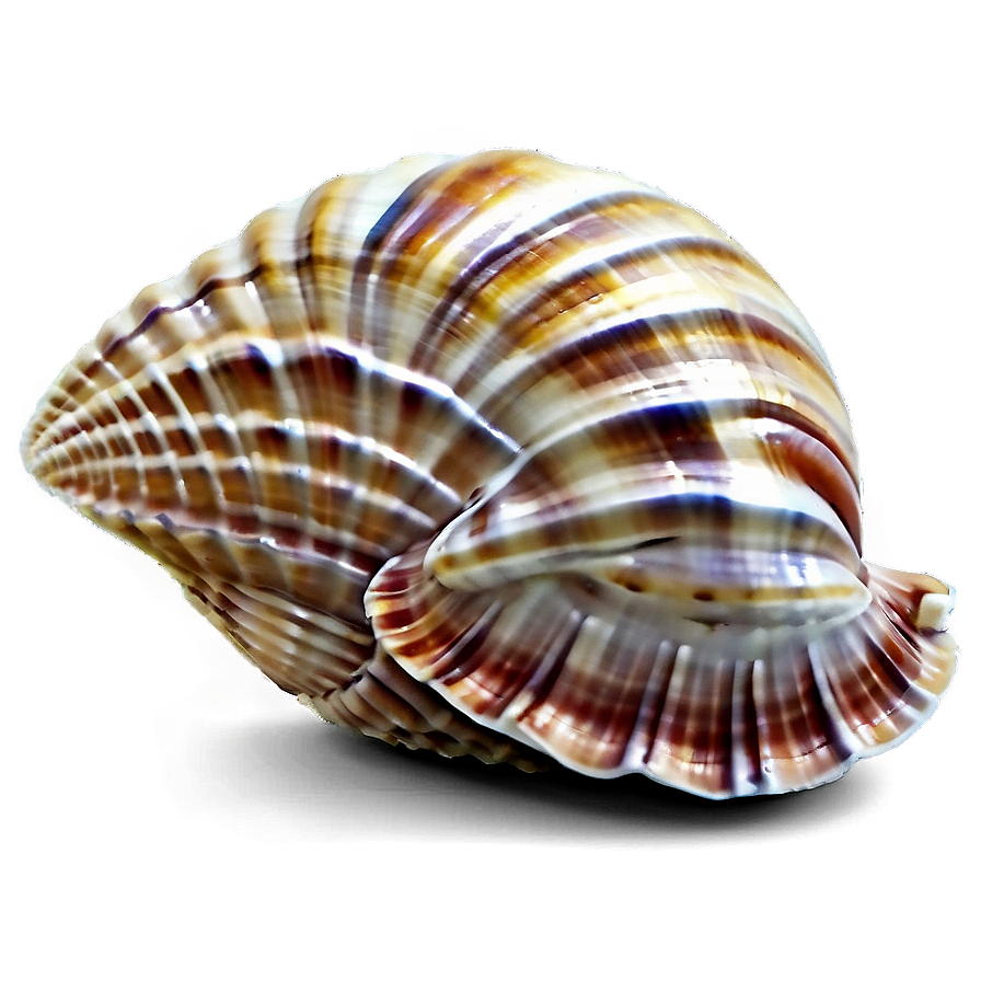 Seashells B PNG image